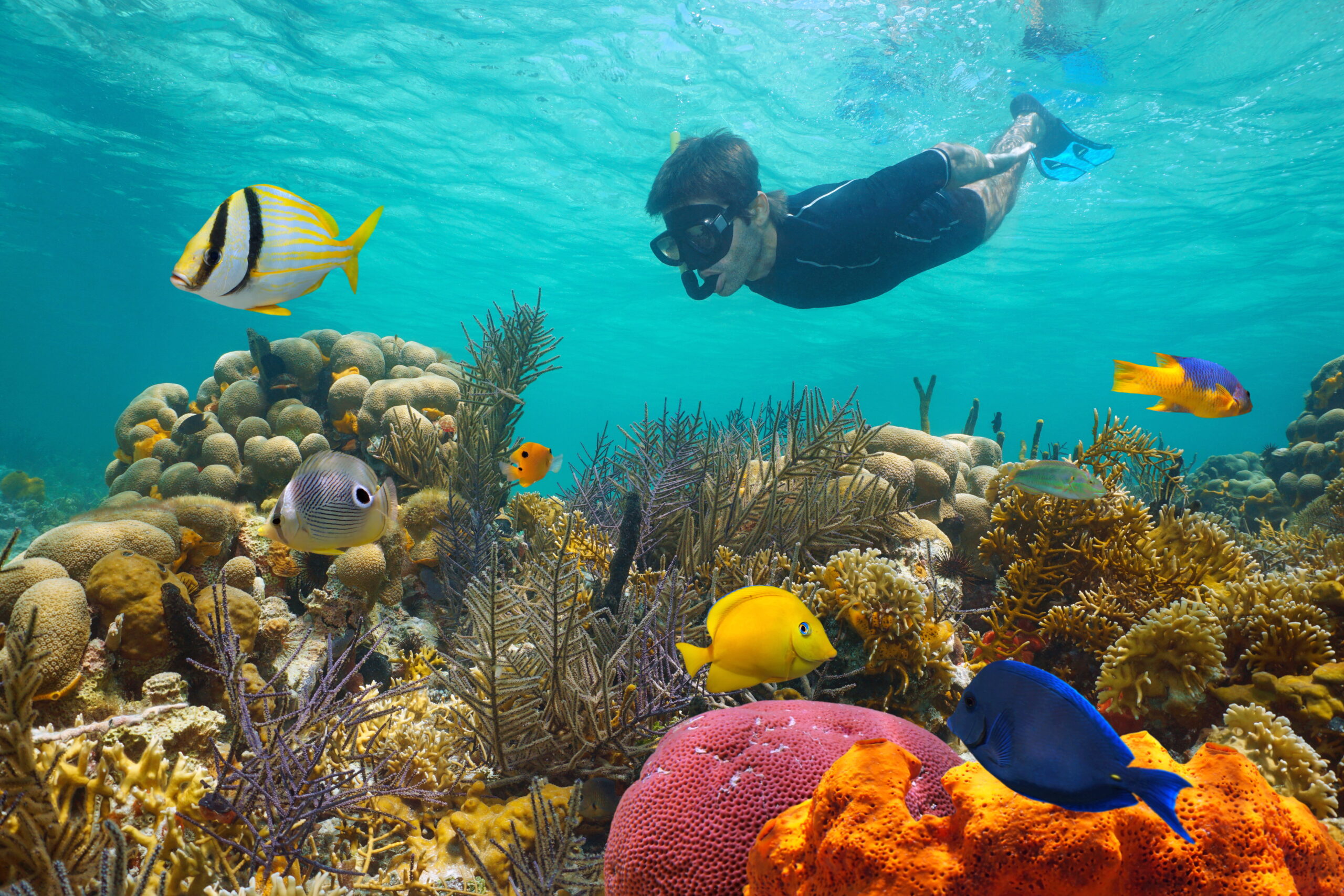a-snorkeler-looking-at-the-colorful-coral-reef-and-fishes
