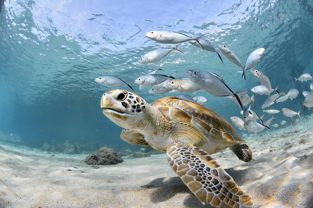 a-closeup-photo-of-a-turtle-with-a-school-of-fish-in-the background