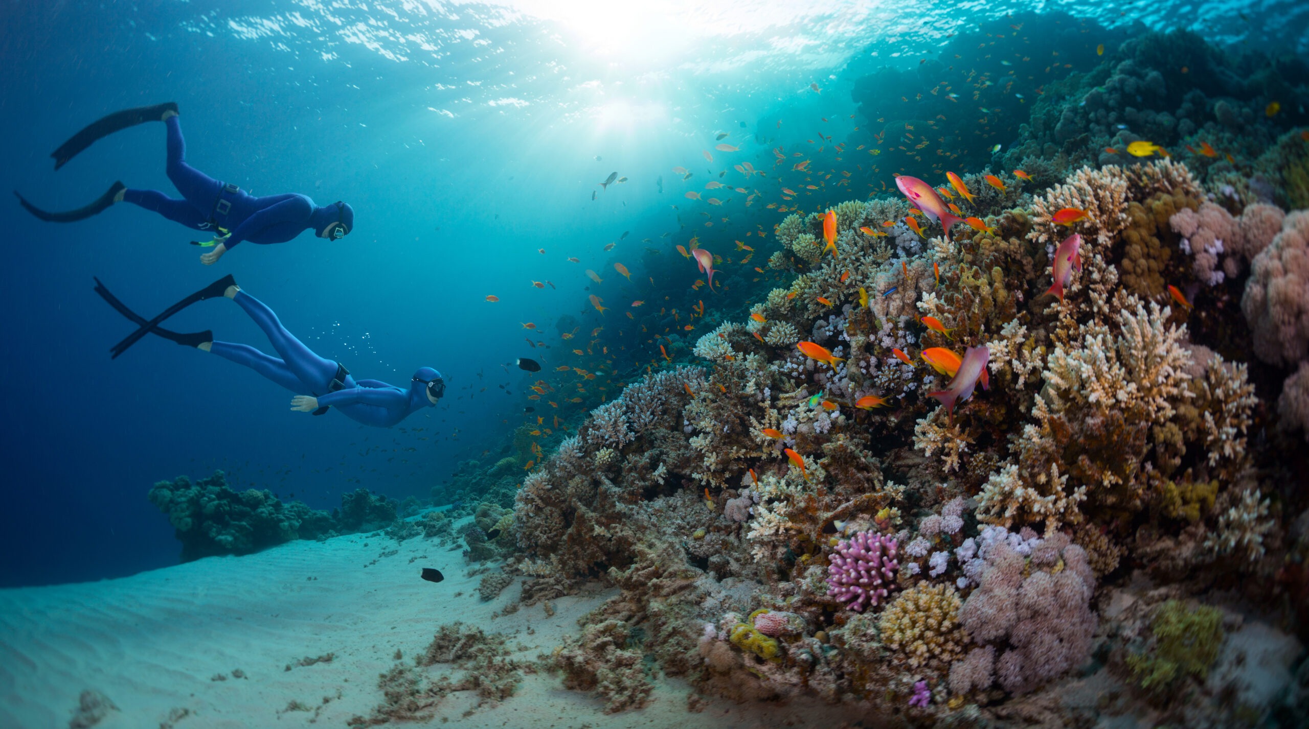 a-couple-freediving and looking at coral reefs